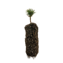 Load image into Gallery viewer, Limber Pine | Medium Tree Seedling