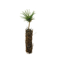 Load image into Gallery viewer, Limber Pine | Small Tree Seedling | The Jonsteen Company