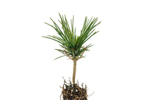 Load image into Gallery viewer, Limber Pine | Small Tree Seedling | The Jonsteen Company