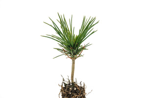 Limber Pine | Small Tree Seedling | The Jonsteen Company