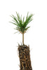 Limber Pine | Small Tree Seedling | The Jonsteen Company