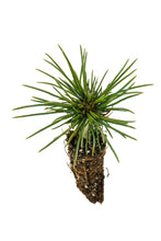 Load image into Gallery viewer, Limber Pine | Small Tree Seedling | The Jonsteen Company