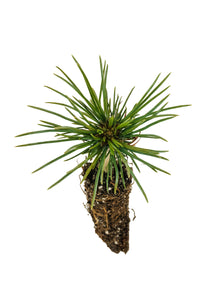 Limber Pine | Small Tree Seedling | The Jonsteen Company