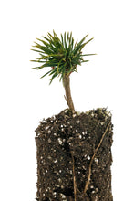 Load image into Gallery viewer, Limber Pine | Medium Tree Seedling