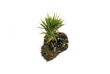 Load image into Gallery viewer, Limber Pine | Medium Tree Seedling