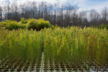 Load image into Gallery viewer, Loblolly Pine | Lot of 30 Tree Seedlings