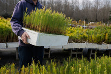 Load image into Gallery viewer, Loblolly Pine | Lot of 30 Tree Seedlings