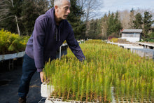 Load image into Gallery viewer, Loblolly Pine | Lot of 30 Tree Seedlings