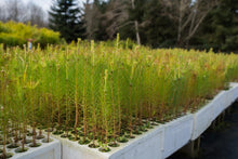 Load image into Gallery viewer, Loblolly Pine | Lot of 30 Tree Seedlings