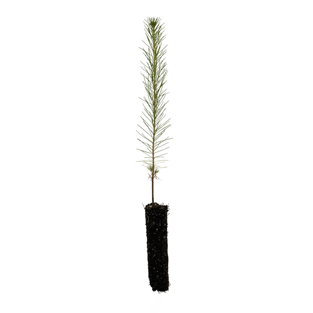 Loblolly Pine | Small Tree Seedling | The Jonsteen Company
