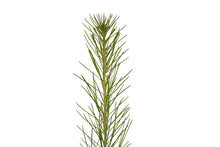 Load image into Gallery viewer, Loblolly Pine | Small Tree Seedling | The Jonsteen Company