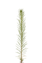 Load image into Gallery viewer, Loblolly Pine | Small Tree Seedling | The Jonsteen Company