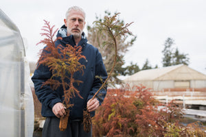 bonsai tree stock Japanese Cedar | Bonsai Stock