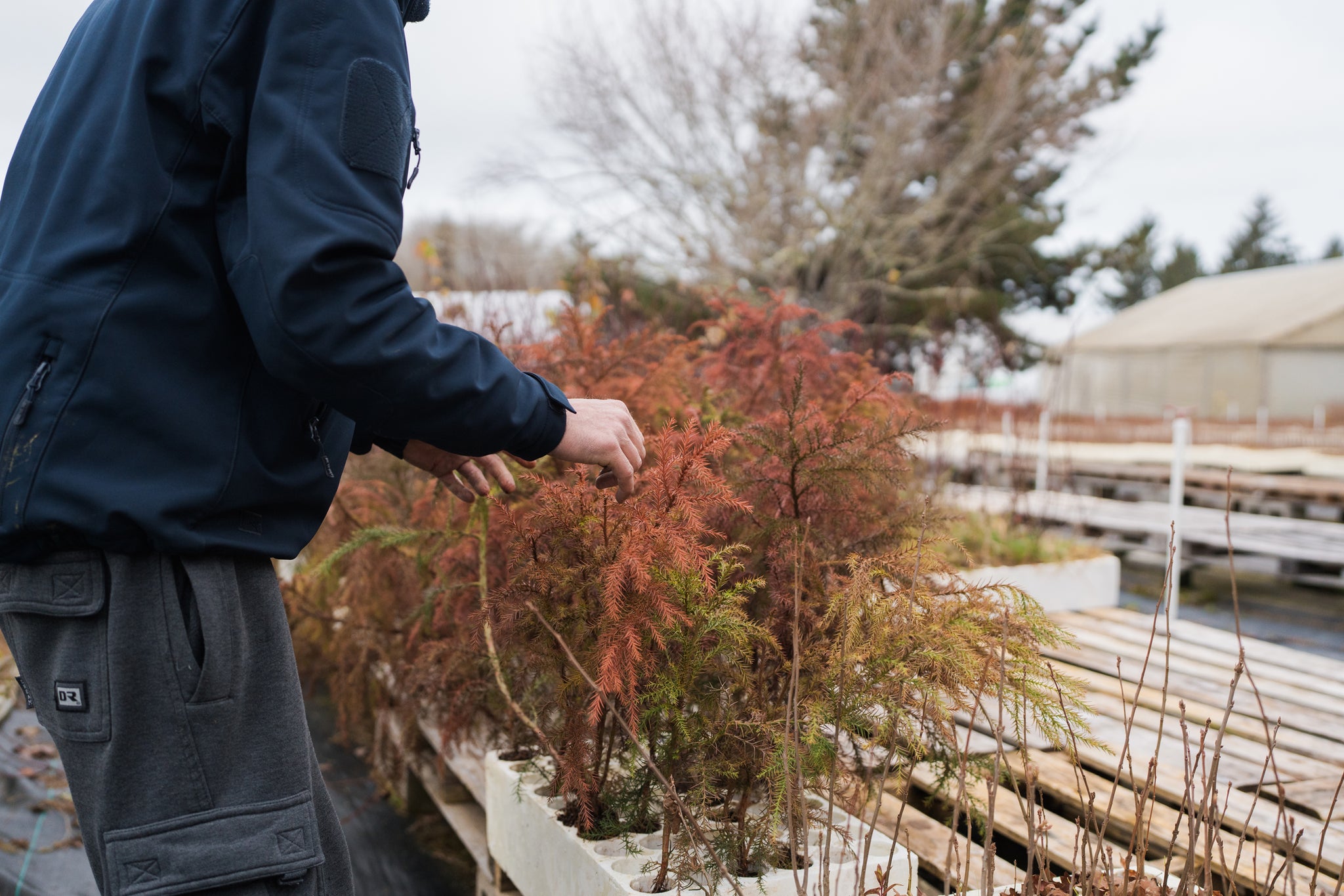 japanese cedar bonsai tree Japanese Cedar | Bonsai Stock