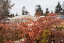 Load image into Gallery viewer, Japanese Cedar | Bonsai Stock | Lot of 30 Tree Seedlings