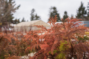 Japanese Cedar | Bonsai Stock | Lot of 30 Tree Seedlings