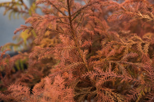 Japanese Cedar | Lot of 30 Tree Seedlings