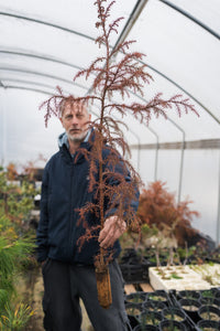 Japanese Cedar | Lot of 30 Tree Seedlings