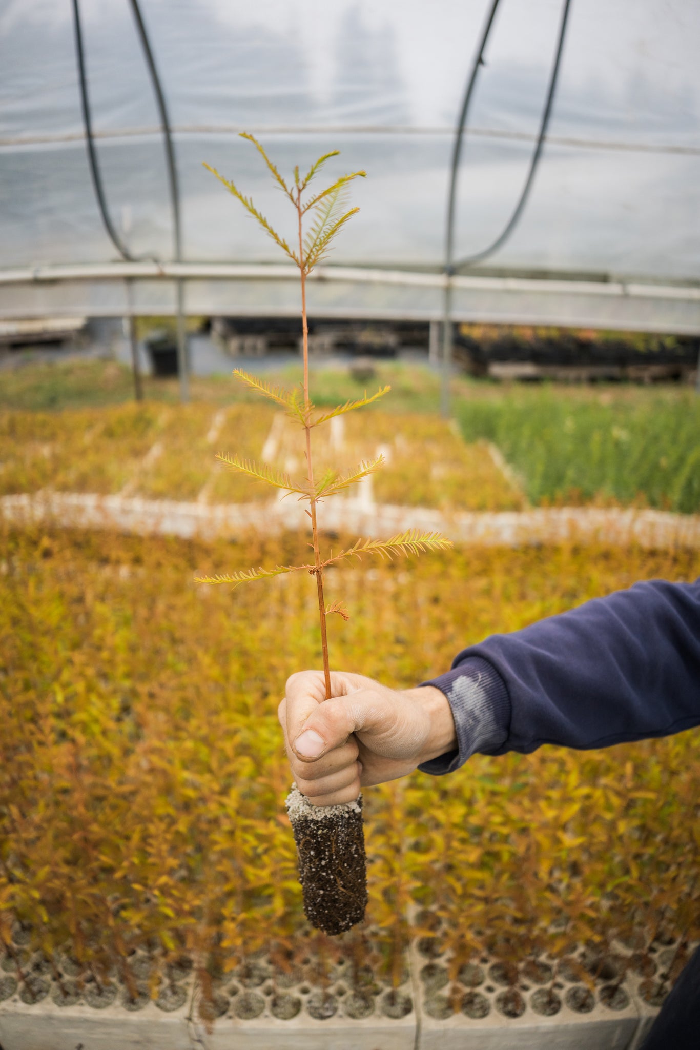 planting bald cypress tree seeds Baldcypress