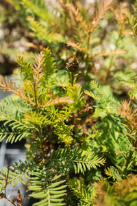 Coast Redwood | Lot of 30 Tree Seedlings | The Jonsteen Company
