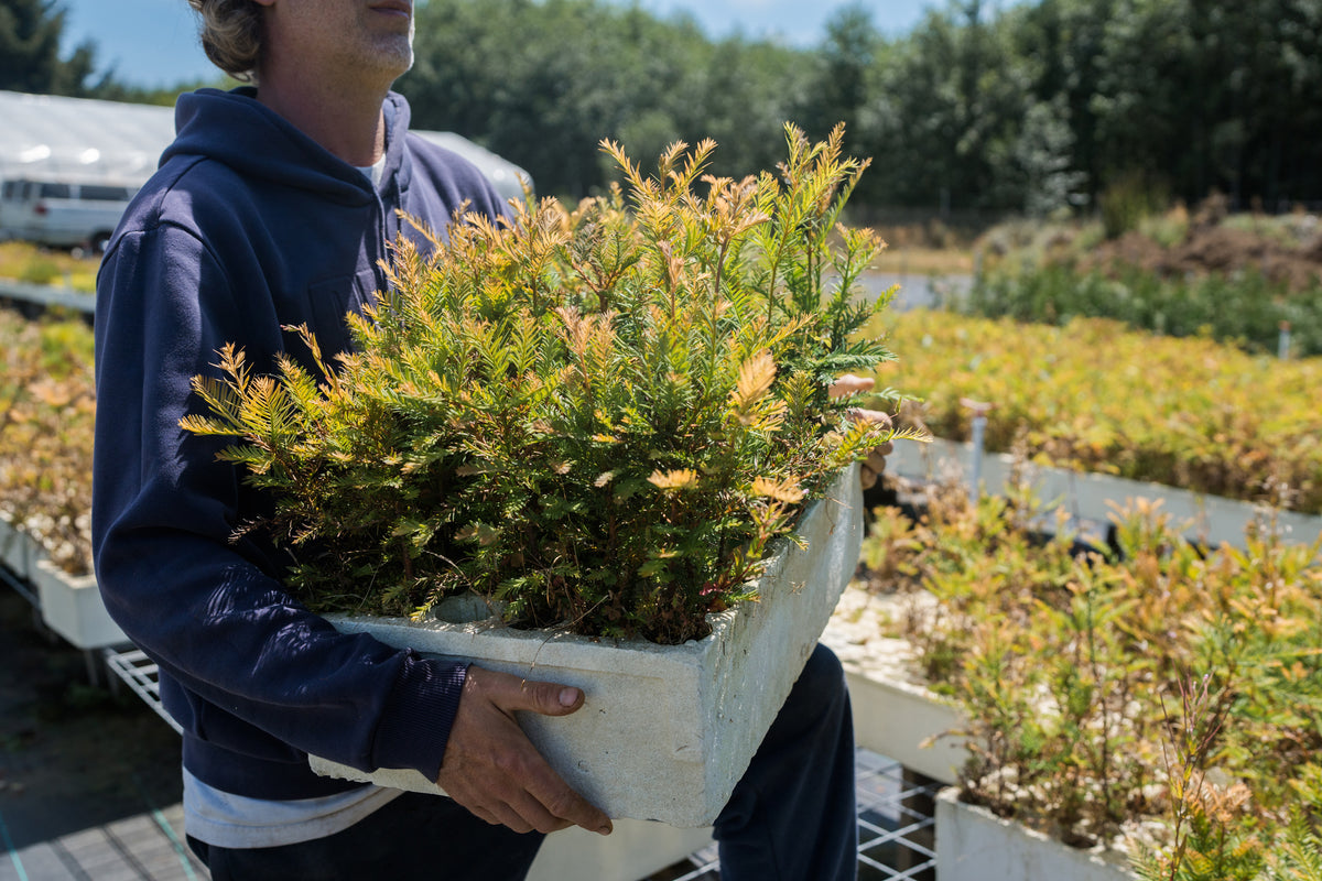 Coast Redwood Lot of 30 Tree Seedlings The Jonsteen Company