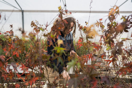 Japanese Maple | Lot of 30 Tree Seedlings | The Jonsteen Company