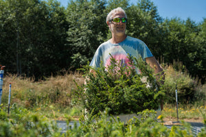 Western Hemlock | Lot of 30 Tree Seedlings