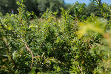 Load image into Gallery viewer, Western Hemlock | Lot of 30 Tree Seedlings