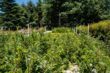 Load image into Gallery viewer, Western Hemlock | Lot of 30 Tree Seedlings