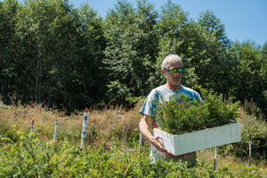 Western Hemlock | Lot of 30 Tree Seedlings