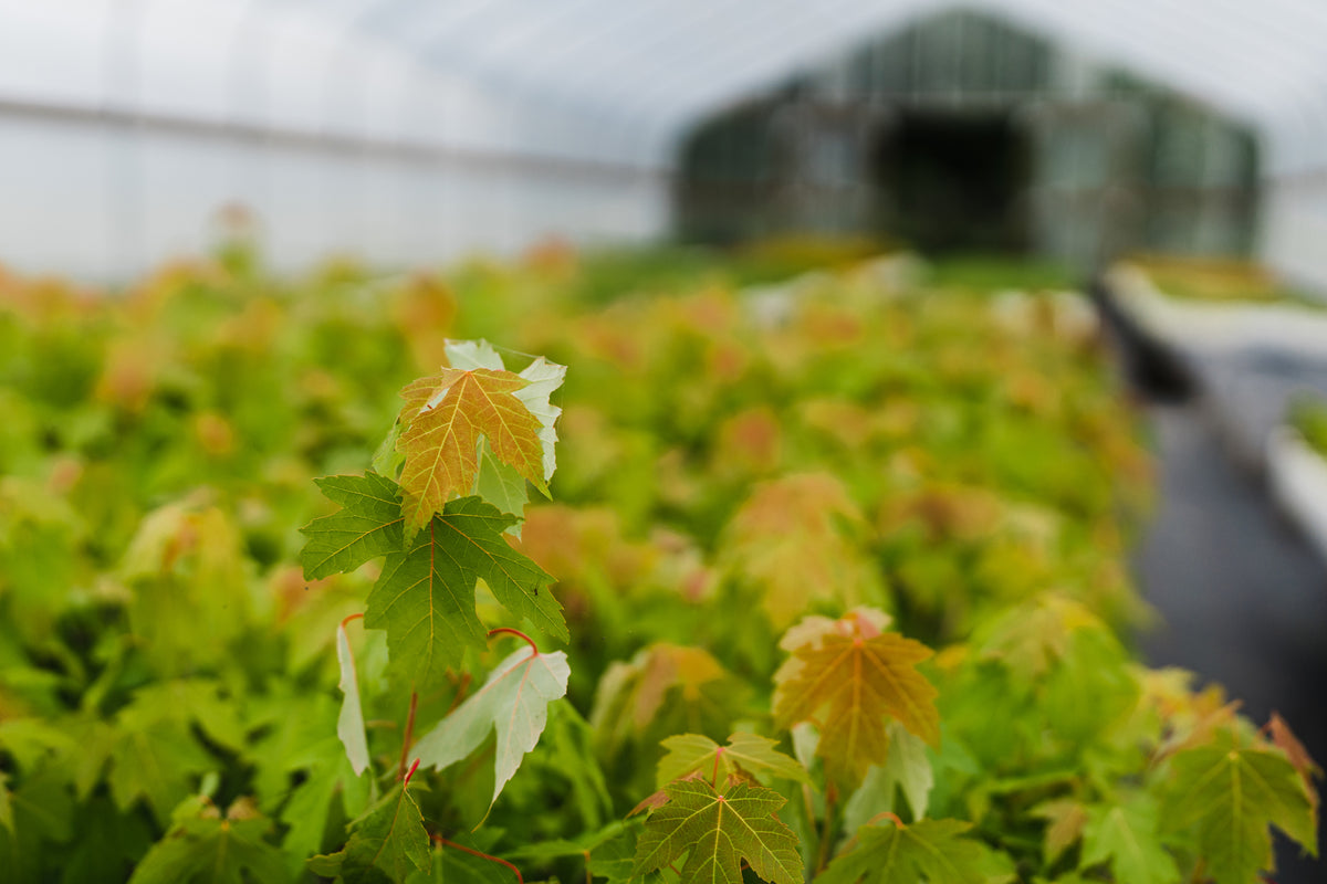 Silver Maple Lot of 30 Tree Seedlings The Jonsteen Company