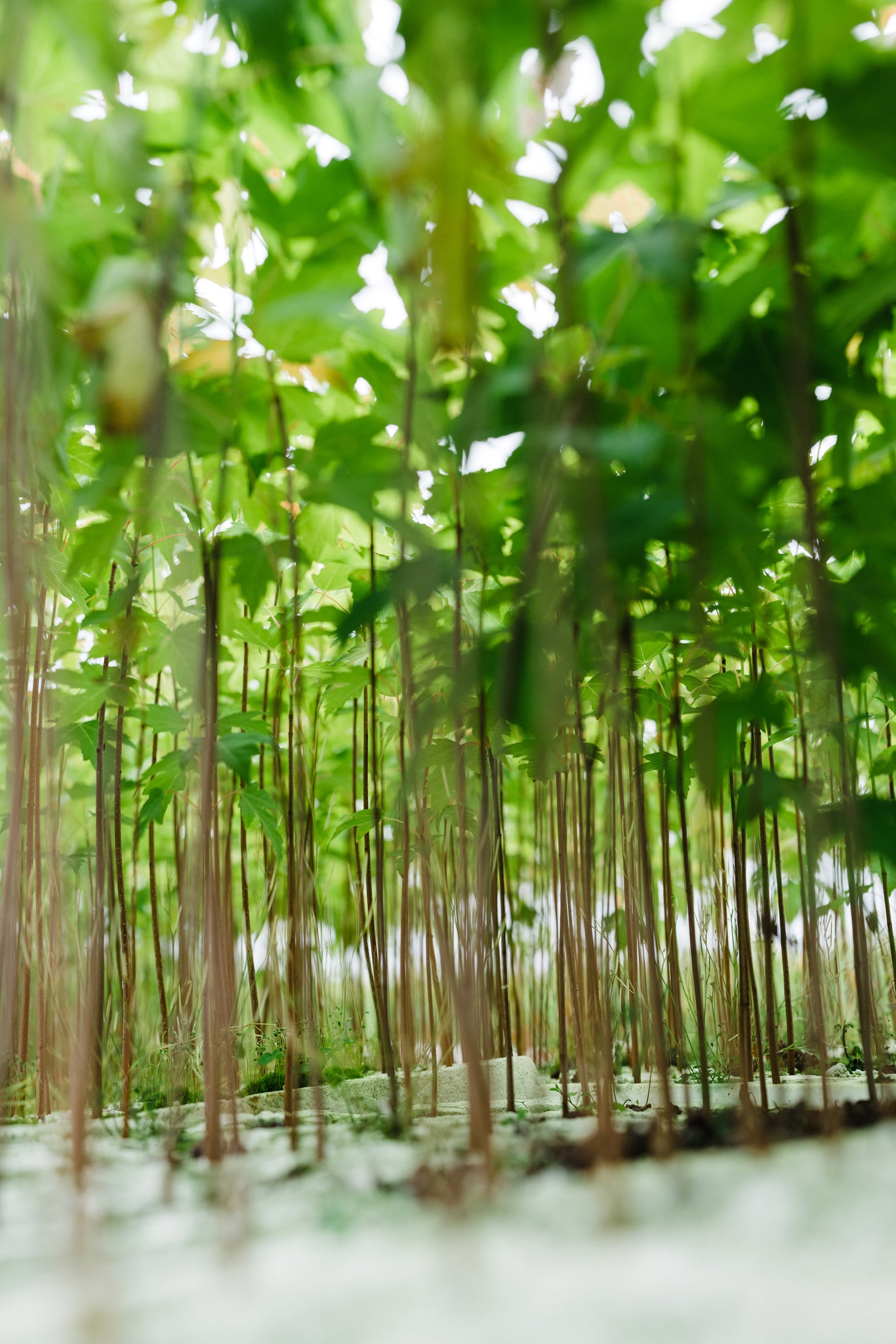 Maple Seedlings Silver Maple | Lot of 30 Tree Seedlings – The Jonsteen Company