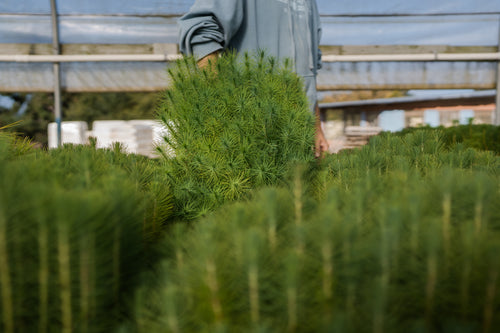 Mexican Weeping Pine | Lot of 30 Tree Seedlings