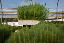 Load image into Gallery viewer, Mexican Weeping Pine | Lot of 30 Tree Seedlings