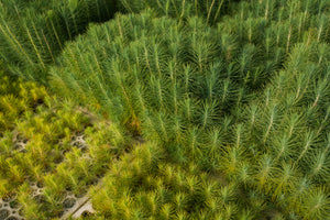 Mexican Weeping Pine | Lot of 30 Tree Seedlings