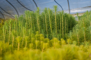 Mexican Weeping Pine | Lot of 30 Tree Seedlings