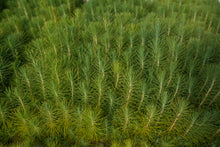 Load image into Gallery viewer, Mexican Weeping Pine | Lot of 30 Tree Seedlings