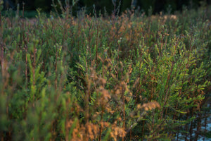 Pond Cypress | Lot of 30 Tree Seedlings