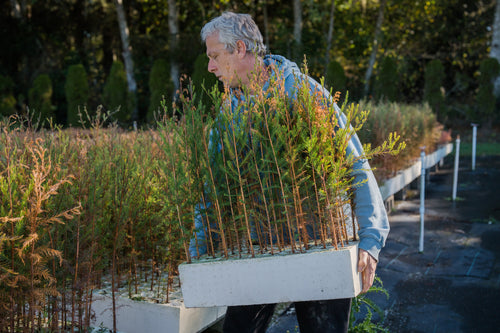 Pond Cypress | Lot of 30 Tree Seedlings