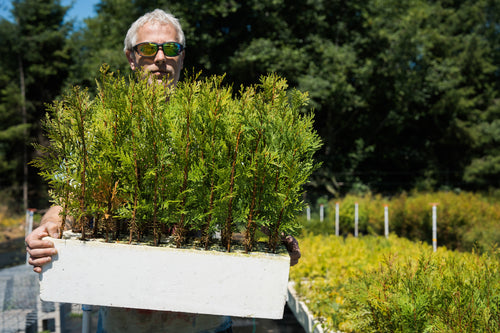 Incense Cedar | Lot of 30 Tree Seedlings