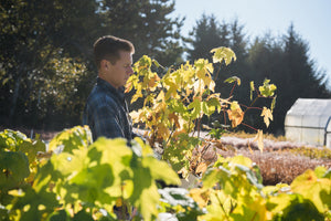 Red Maple | Lot of 30 Tree Seedlings