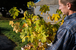 Red Maple | Lot of 30 Tree Seedlings