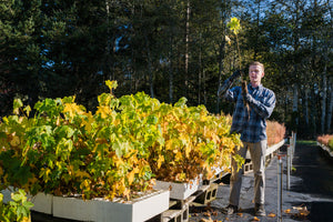 Red Maple | Lot of 30 Tree Seedlings