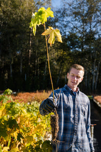 Red Maple | Lot of 30 Tree Seedlings