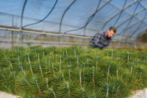 Coulter Pine | Lot of 30 Tree Seedlings