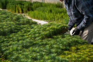 Coulter Pine | Lot of 30 Tree Seedlings