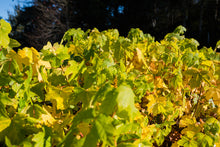 Load image into Gallery viewer, Red Maple | Lot of 30 Tree Seedlings