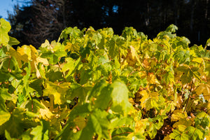 Red Maple | Lot of 30 Tree Seedlings