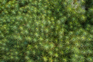 Coulter Pine | Lot of 30 Tree Seedlings