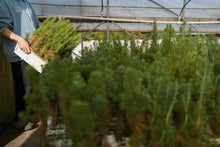 Load image into Gallery viewer, Aleppo Pine | Lot of 30 Tree Seedlings